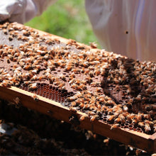 Load image into Gallery viewer, Nucleus Colony