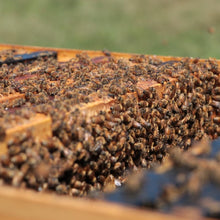 Load image into Gallery viewer, Nucleus Colony