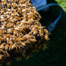 Load image into Gallery viewer, Into The Hive - Online Hobbyist Beekeeping Course