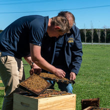 Load image into Gallery viewer, Into The Hive - Online Hobbyist Beekeeping Course
