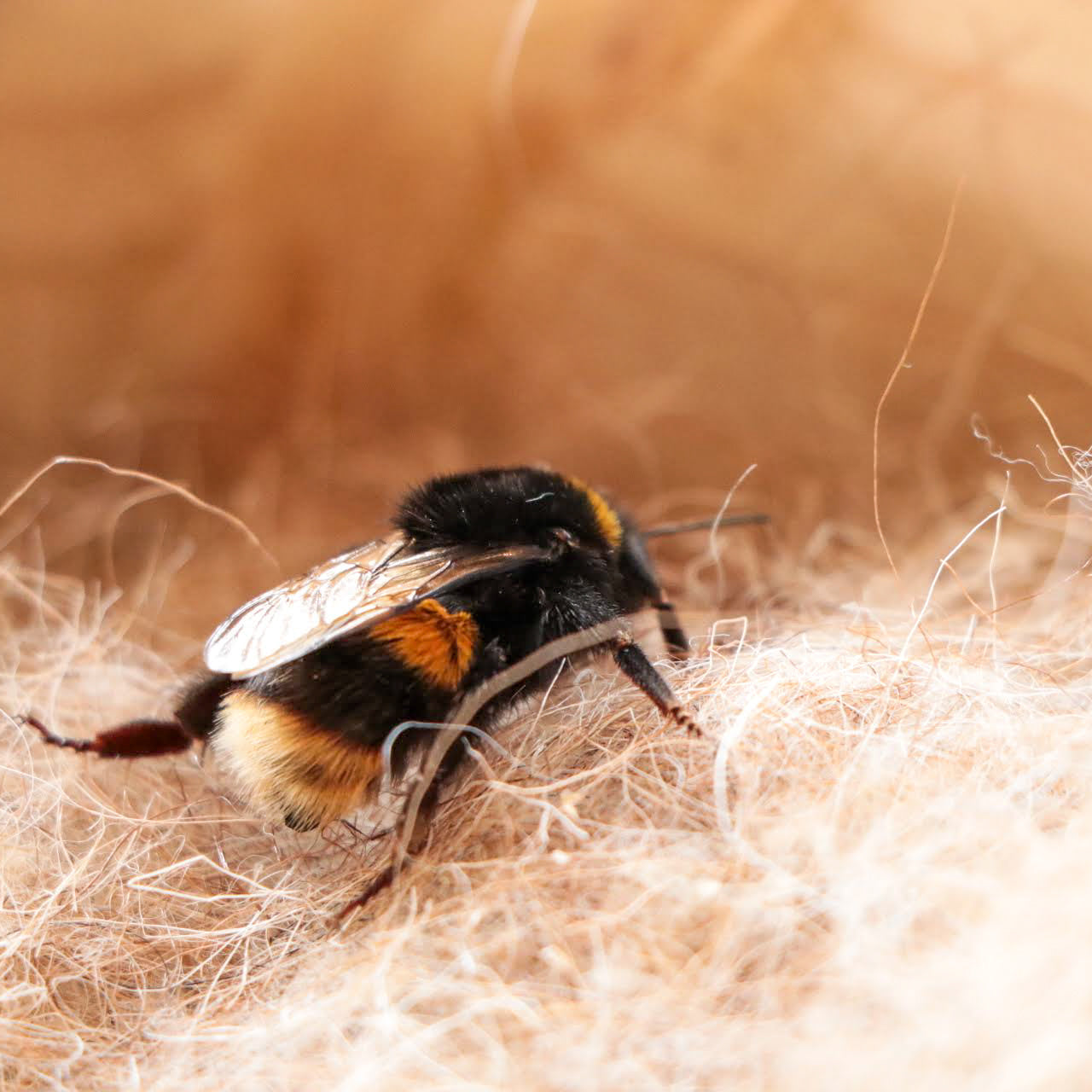 Bumble Bee Nesting Box – The Little Honey Co.