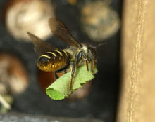 Load image into Gallery viewer, Leafcutter Bees
